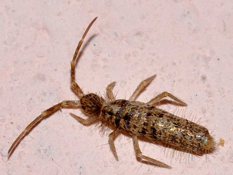 Entomobryidae - Seira domestica